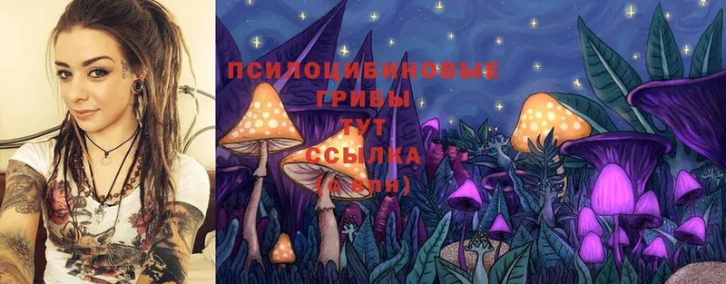 Псилоцибиновые грибы Psilocybine cubensis  Усть-Лабинск 